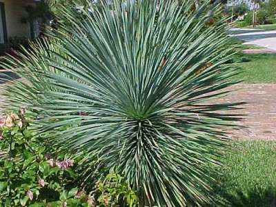 Et særpræg ved Yucca grå er, at den ikke har en stilk. Bladene når 65 centimeter. Farven er grågrøn