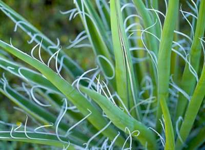 Filamentøs yucca har praktisk talt ikke en stilk. Bladene er op til 70 centimeter lange og 4 centimeter brede. Farven er grågrøn