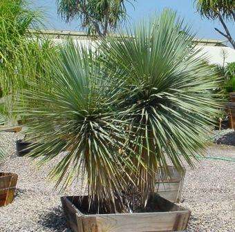 Hvis du vil dyrke yucca hurtigere, kan du bruge stiklinger -metoden. Stiklinger foretages fra marts til august.