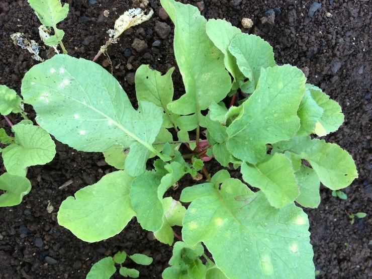 Plantning af daikon i åbent terræn