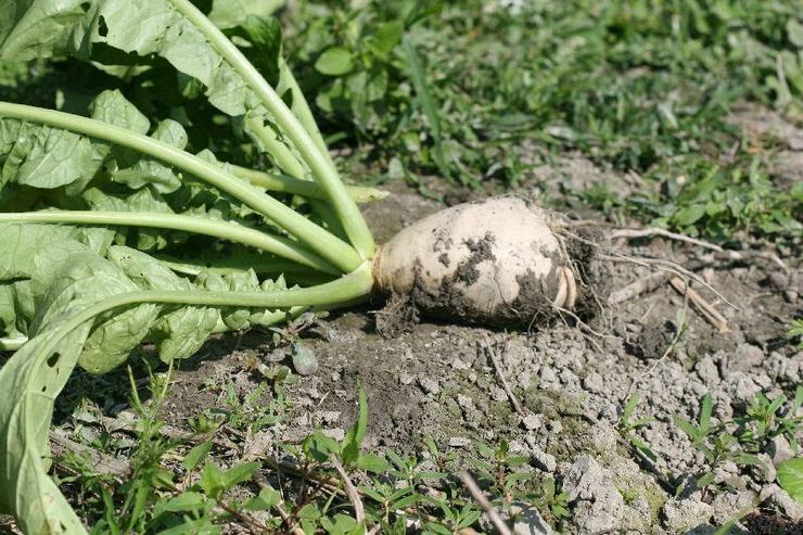 Rengøring og opbevaring af daikon