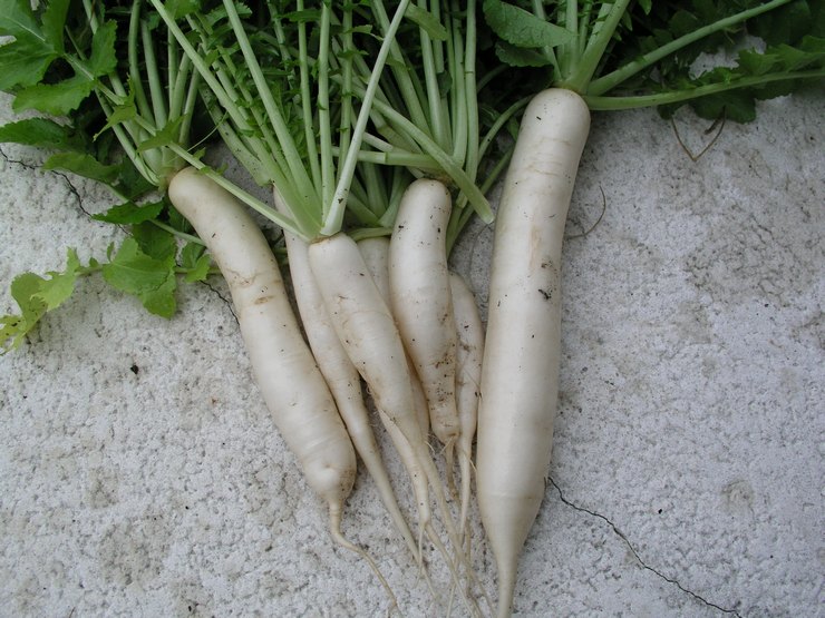 Daikon sorter