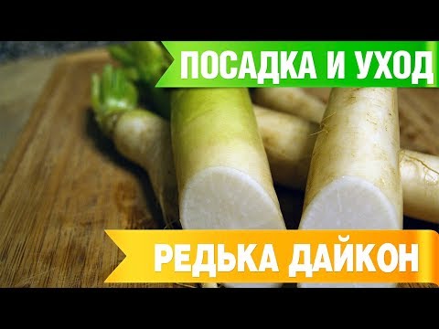 DAIKON ➡ Plantning og pleje