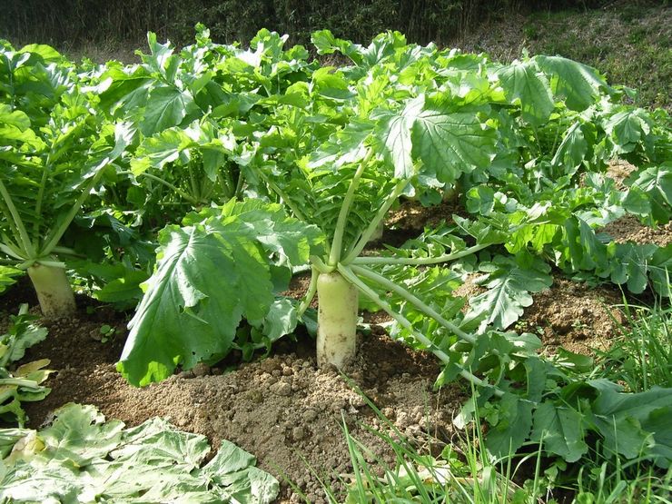 Daikon radise - plantning og pleje i det åbne felt. Dyrkning af daikon fra frø. Beskrivelse, sorter. Foto