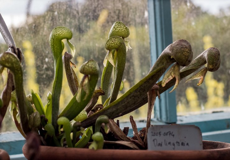 Darlingtonia pleje derhjemme