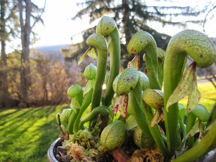 Voksende darlingtonia