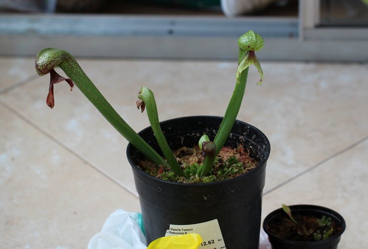 Darlingtonia avlsmetoder