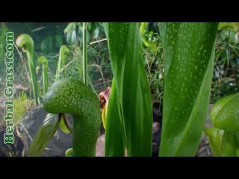 Darlingtonia california - kødædende plantedyr