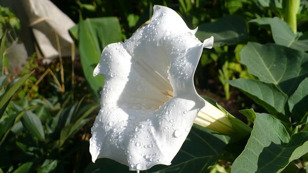 Datura je diablova bylina