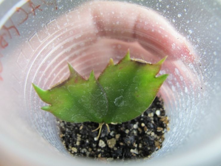 Zygocactus avlsmetoder