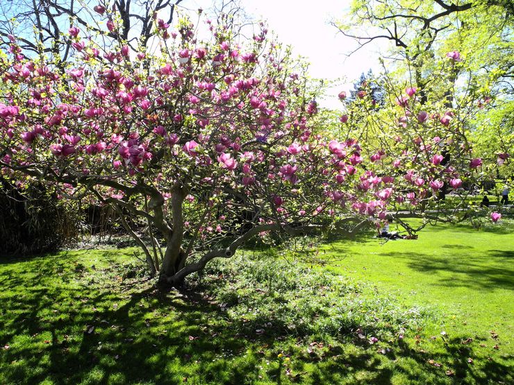 Magnolia busk
