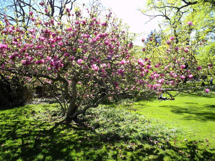 Magnolia pensas