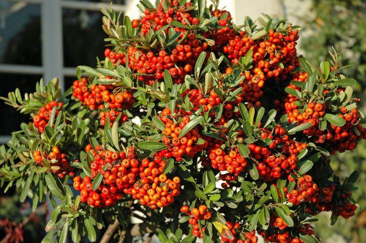 Θάμνος Pyracantha