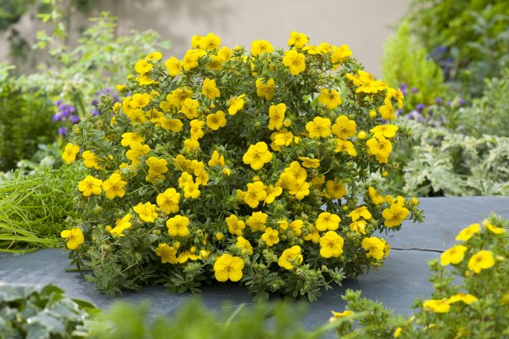 Cinquefoil busk