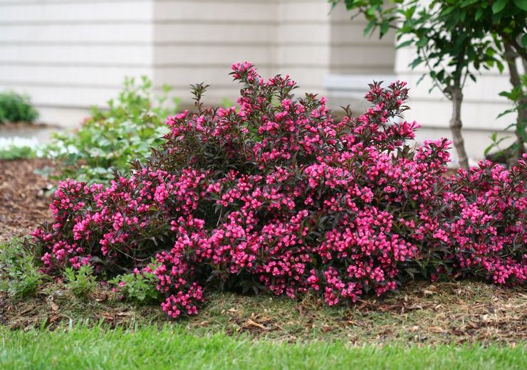 Weigela -pensas