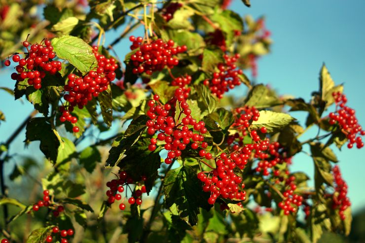 Viburnum busk
