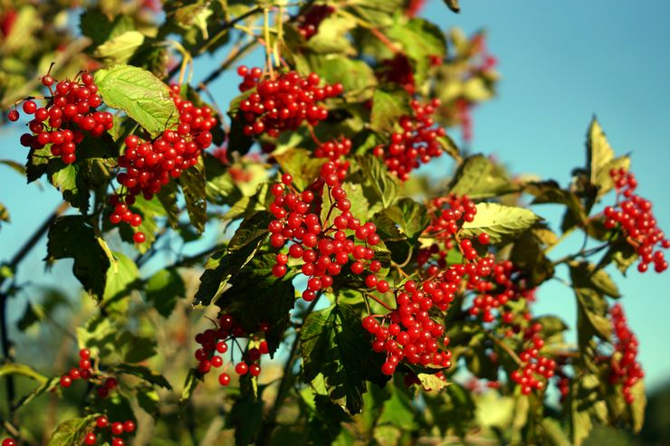 Viburnum -pensas