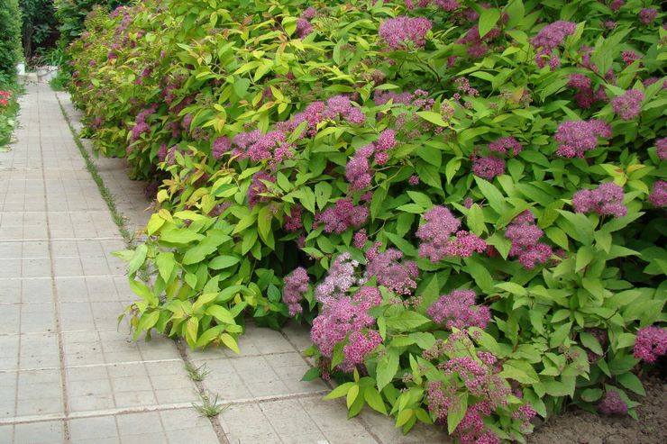 Spirea ker