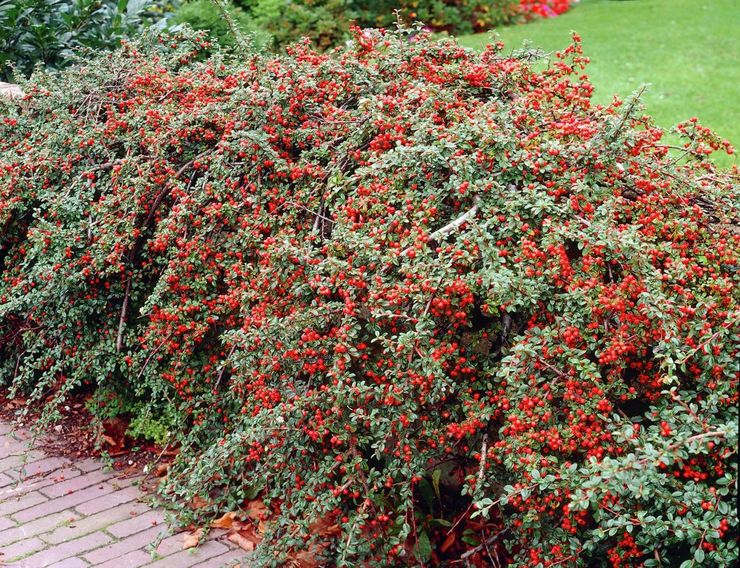 Θάμνος Cotoneaster