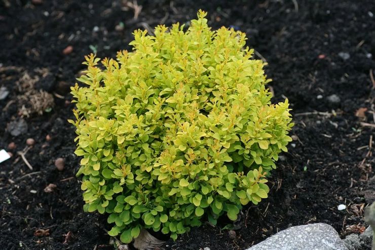 Berberis busk