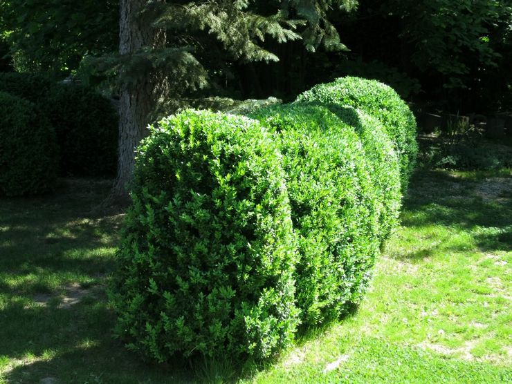 Boxwood busk