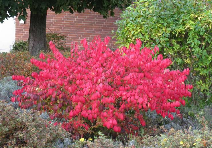 Euonymus busk