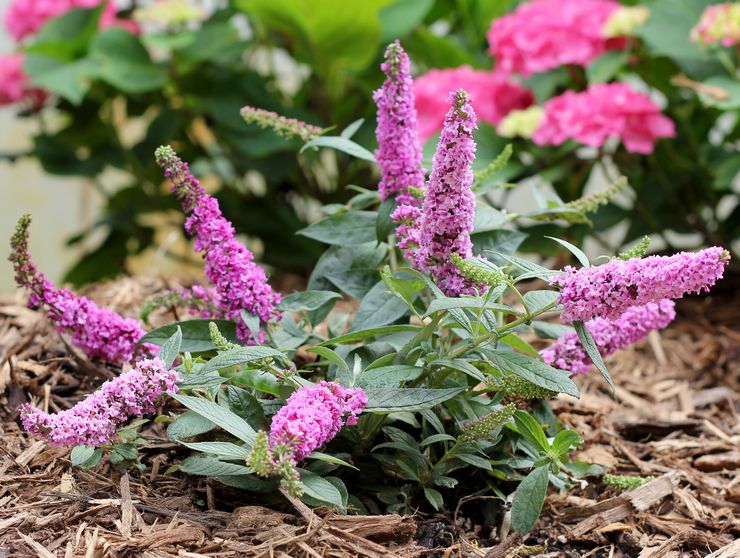 Buddleya busk
