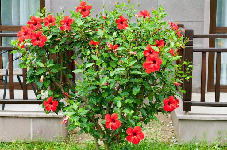 Hibiscus busk