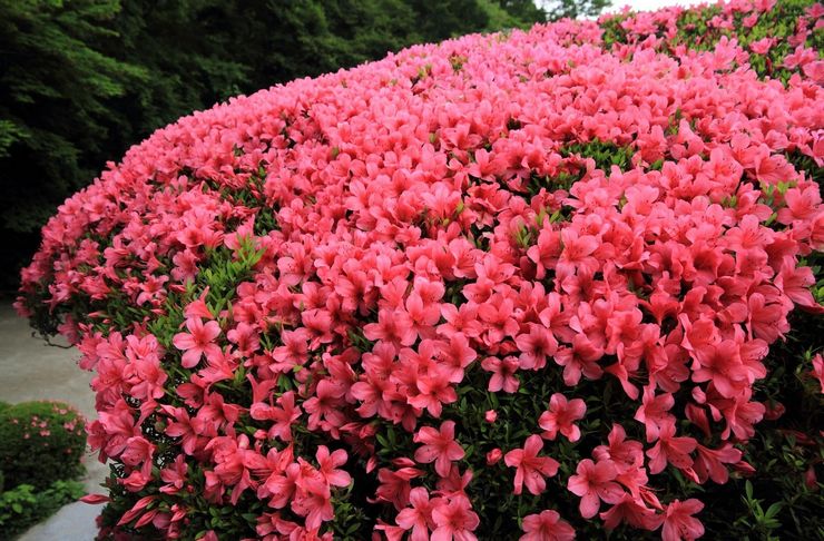 Azalea busk