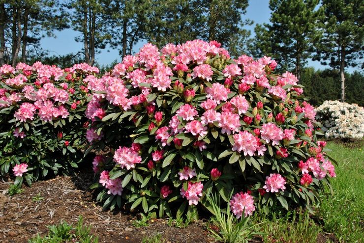 Rhododendron busk