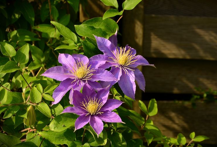 Clematis -pensas