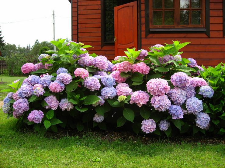 Hydrangea pensas