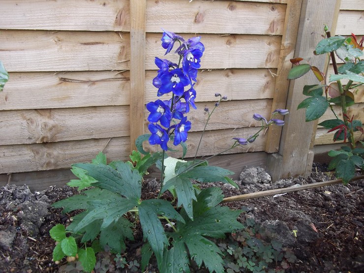 Delphinium -hoito ulkona