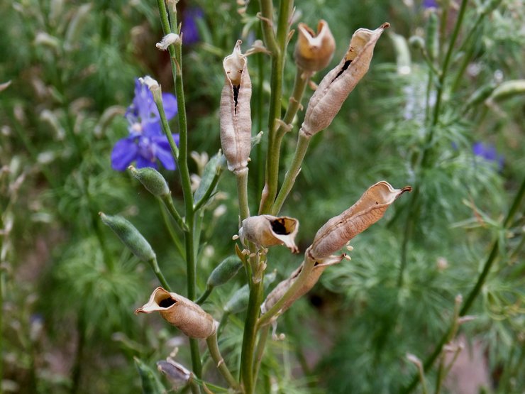 Delphinium kukinnan jälkeen