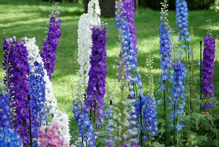 Suositut delphinium -tyypit ja -lajikkeet