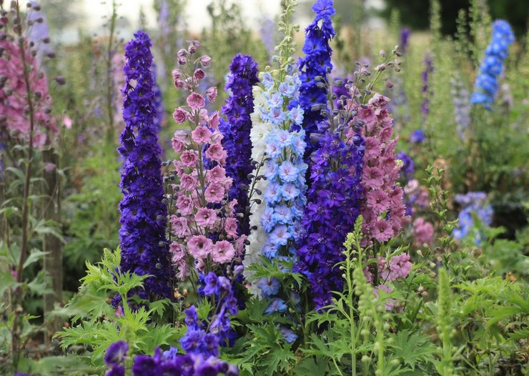 Delphinium - istutus ja hoito avomaalla. Delphiniumin kasvattaminen siemenistä, lisääntymismenetelmät. Kuvaus, tyypit. Kuva