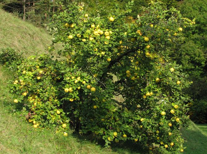 Kvitteni -puun yleiskuvaus