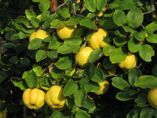 Kvædetræ. Beskrivelse af kvædefrugten. Blomstrende kvædebuske på billedet