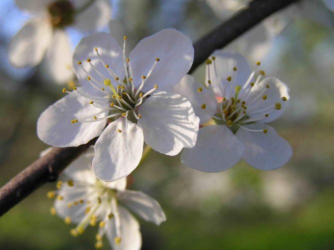 Kirsebærblomme kan være hvide eller have en lyserød farvetone.