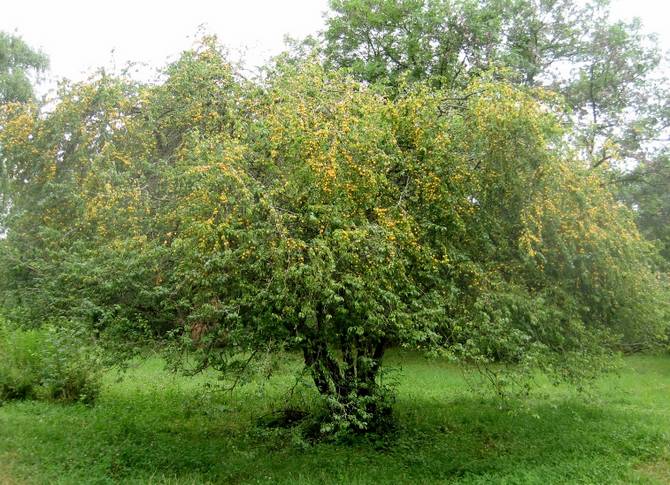 Beskrivelse og populære typer kirsebærblomme