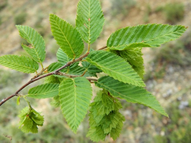 Hornbuk kaukasisk