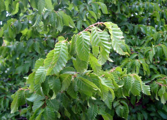 Hornbeam Primorsky (φύλλο καρδιάς)