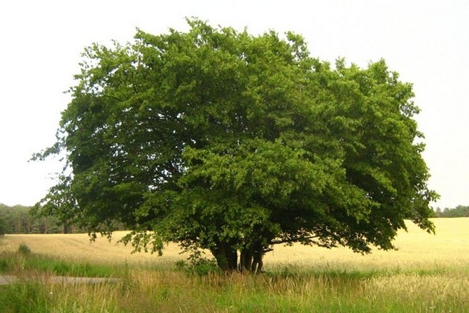 Hornbeam Karolinska