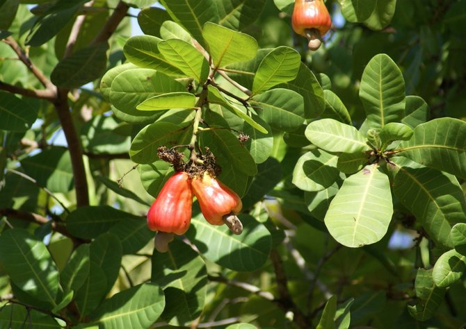 Cashewblade på ydersiden kan virke kunstige, plastik