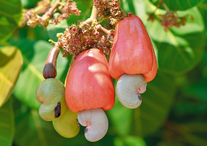 Sådan dyrkes et cashewtræ korrekt