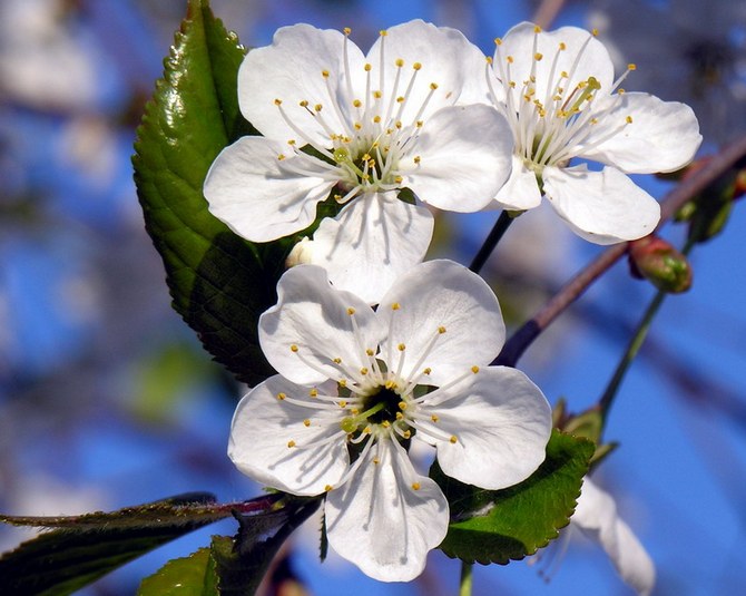 Kirsebær blomster