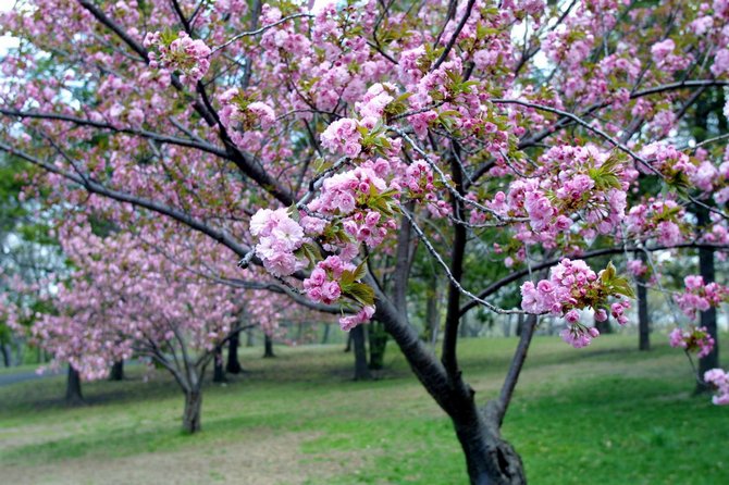 Sakura kukka