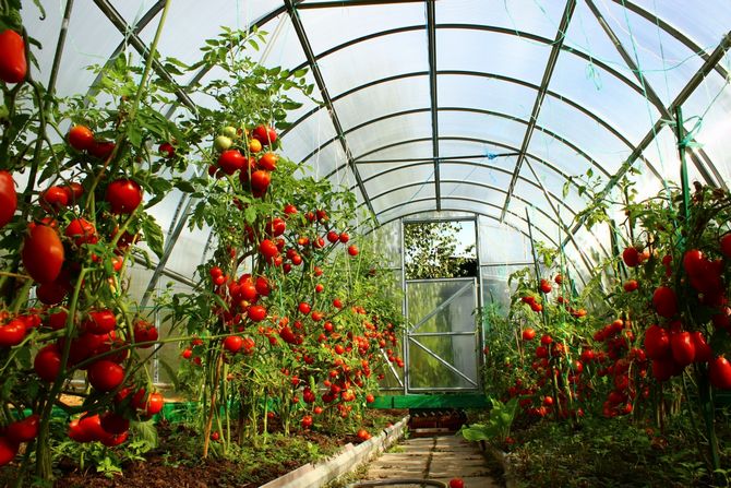 Määrittämättömät tomaattilajikkeet