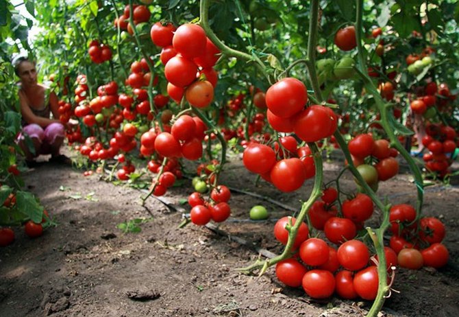 Määrittävät tomaattilajikkeet