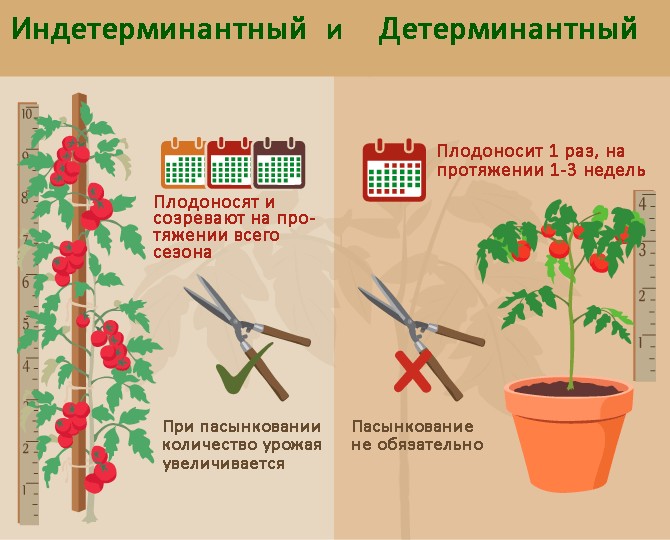 Forskelle i pleje af bestemte og ubestemte tomater